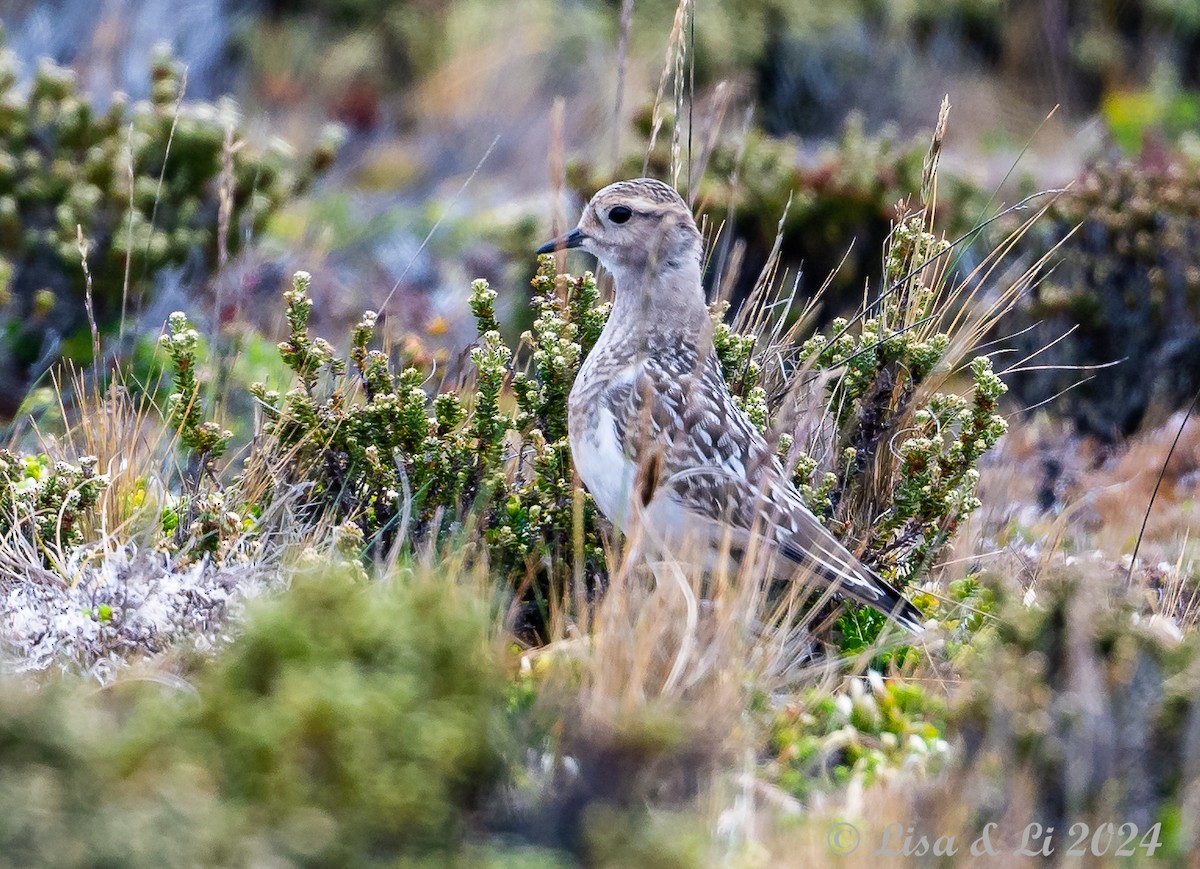 Rufous-chested Dotterel - ML615197188