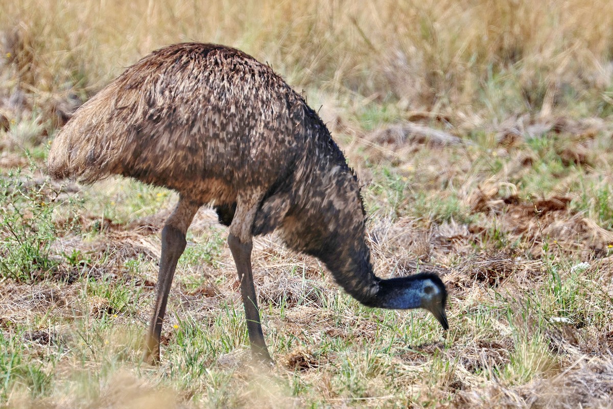 Emu - Lorix Bertling