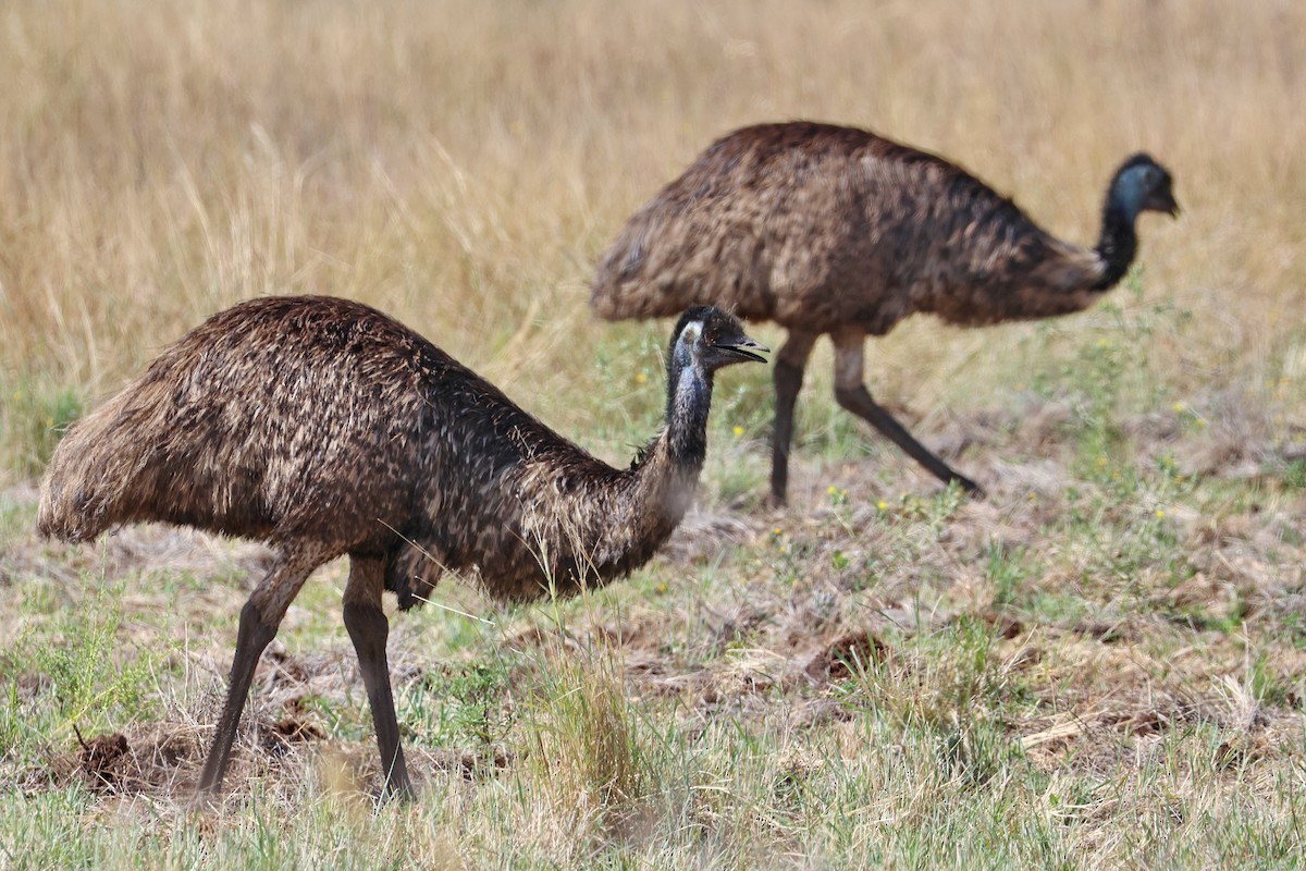 Emu - Lorix Bertling