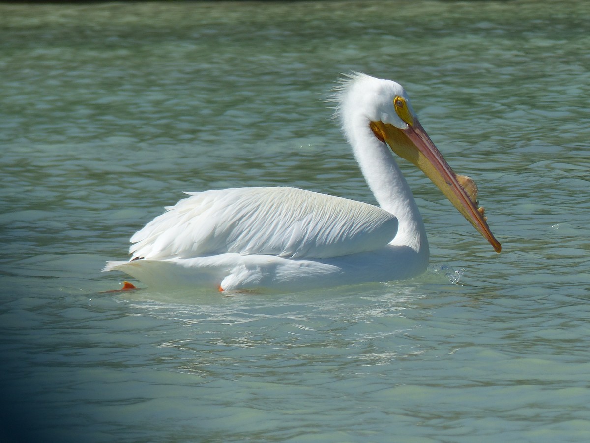 American White Pelican - ML615197378