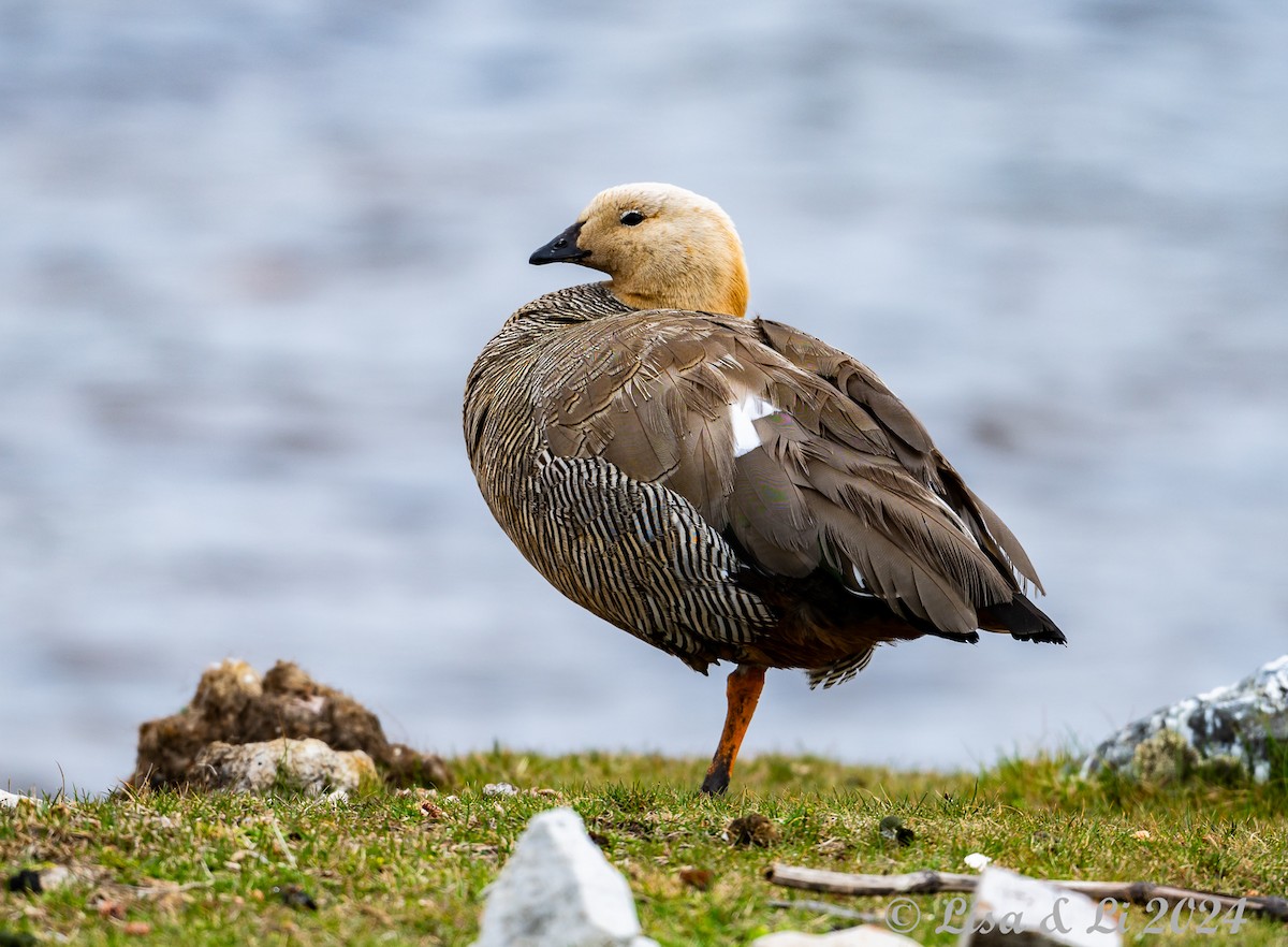 Ruddy-headed Goose - ML615197467