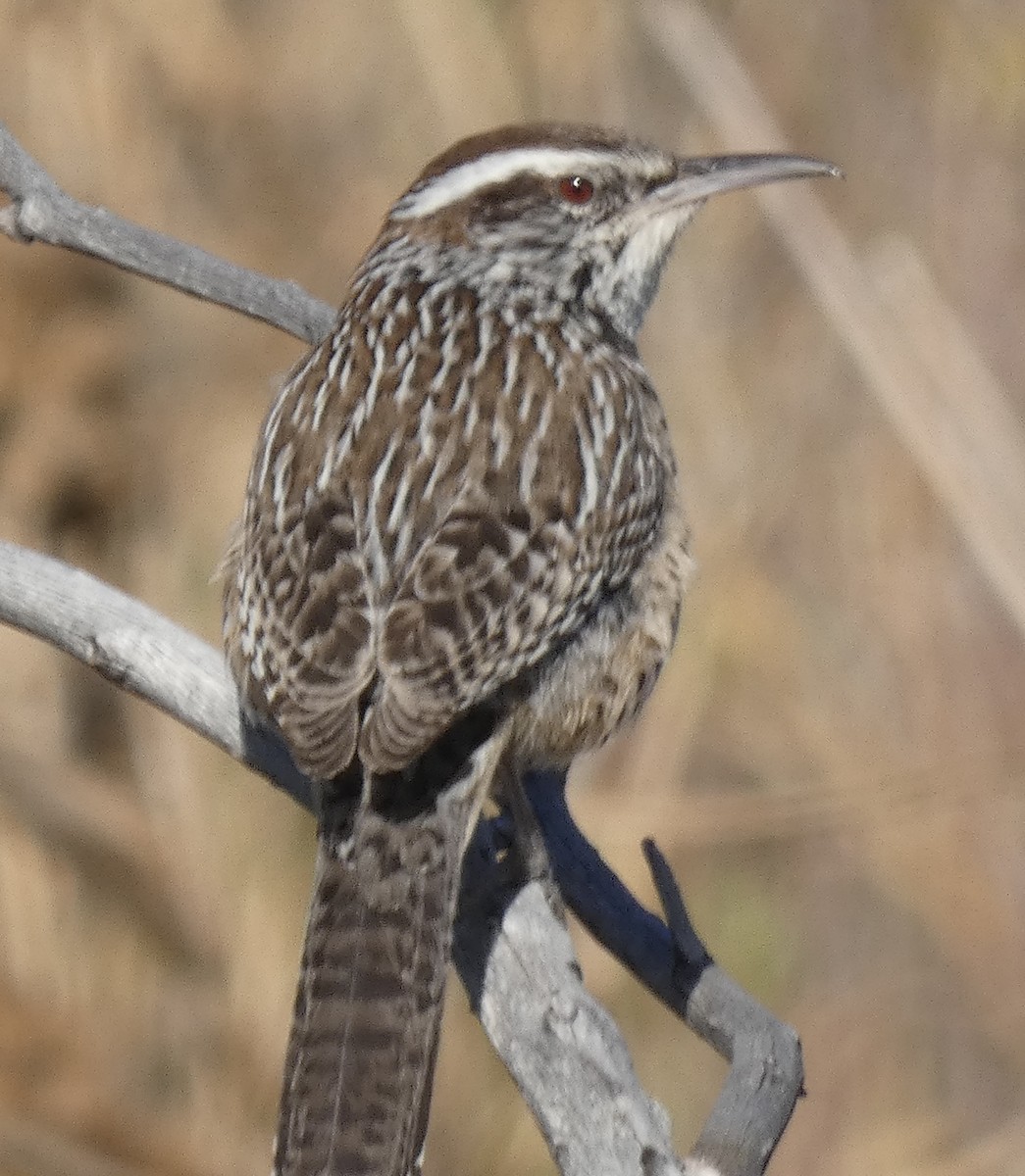 Cactus Wren - Darrell Hance