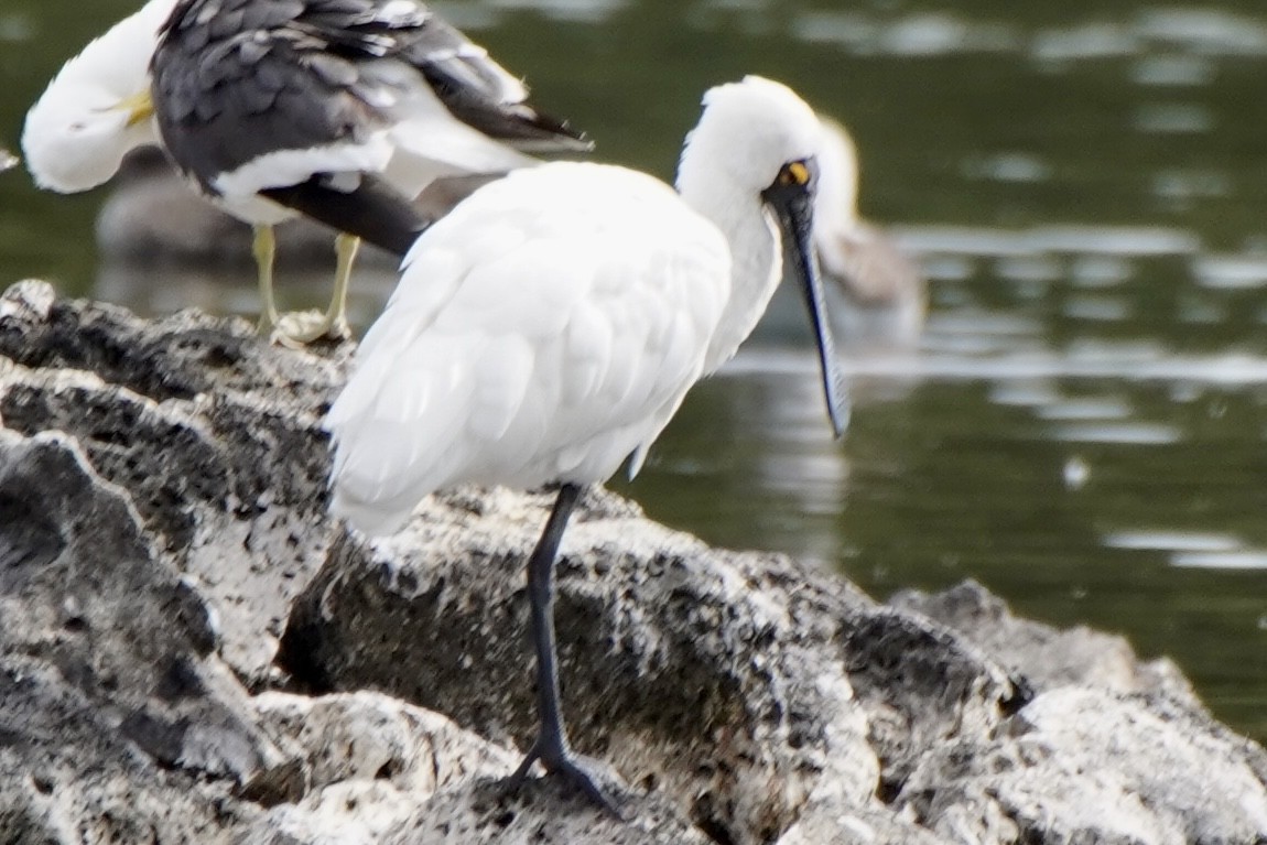 Royal Spoonbill - ML615197471