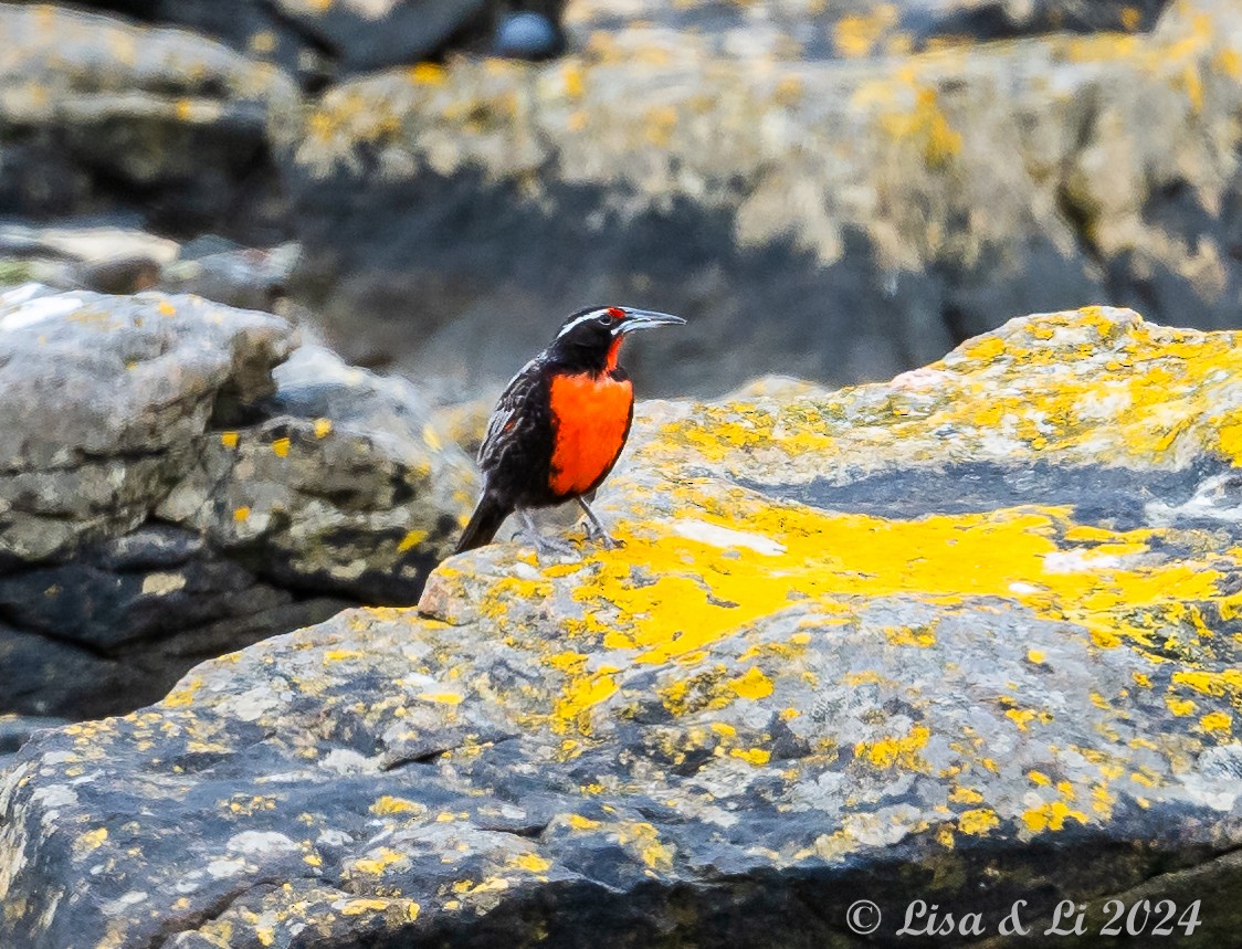 Long-tailed Meadowlark - ML615197476