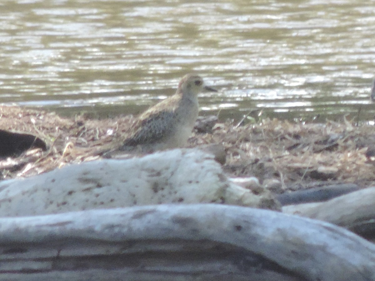 Pacific Golden-Plover - ML615197479