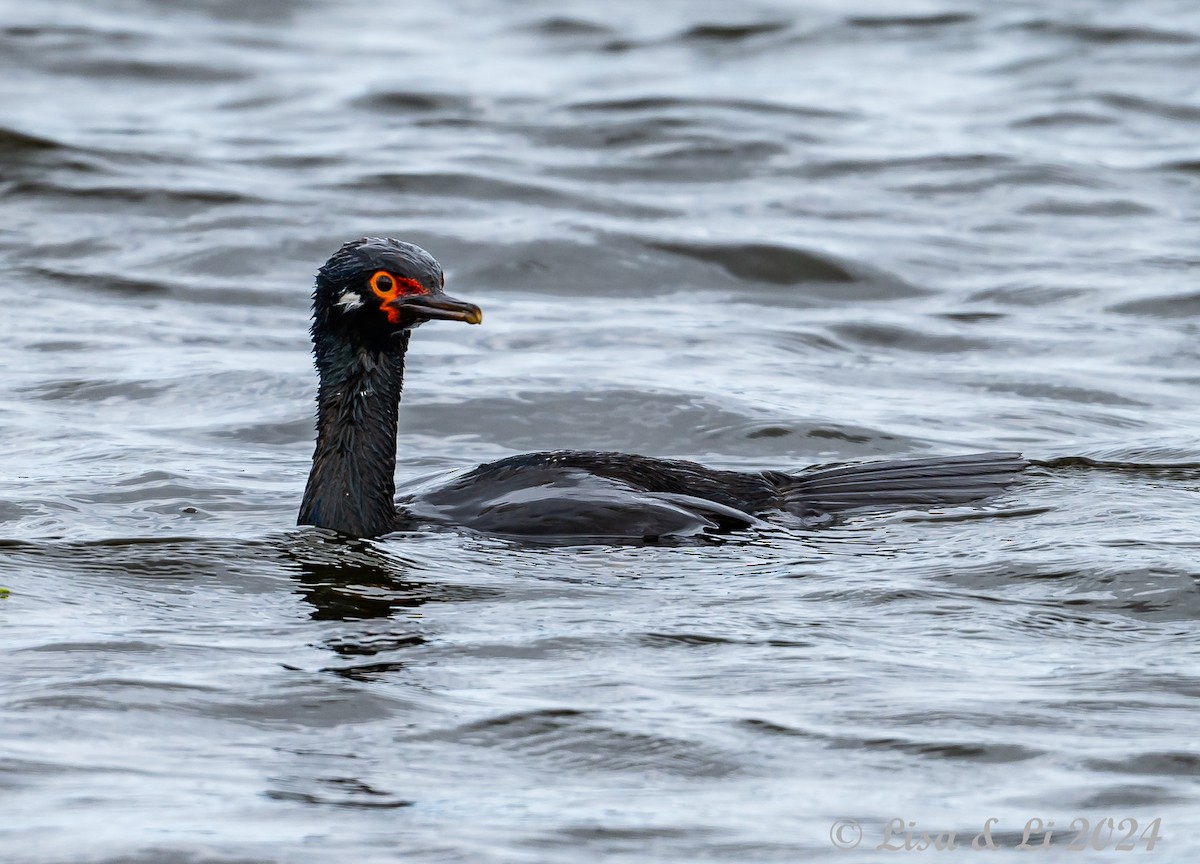 Magellanic Cormorant - ML615197483