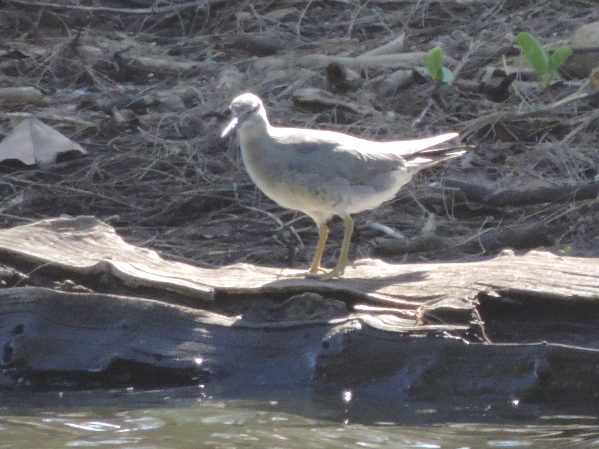 Wandering Tattler - ML615197487