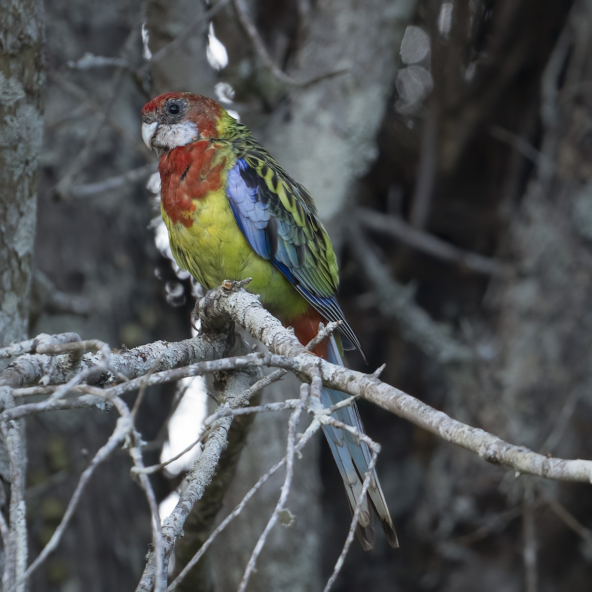 Eastern Rosella - ML615197495