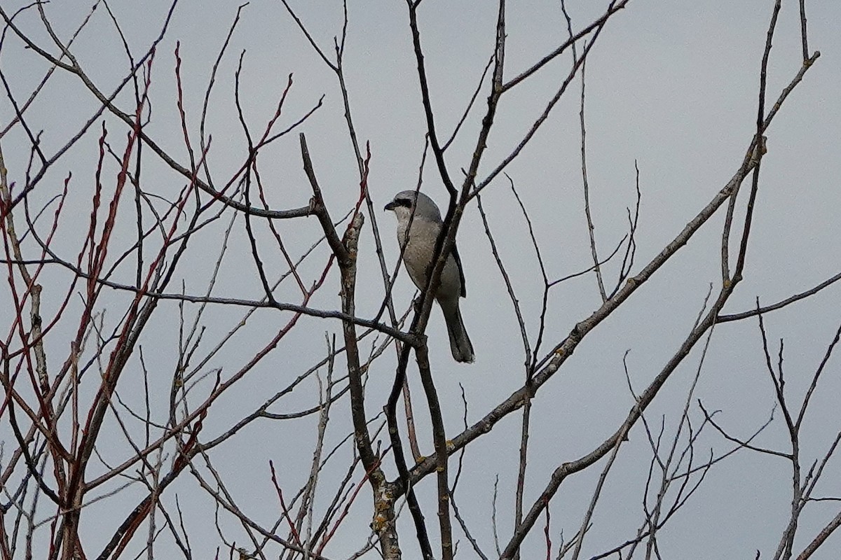 Northern Shrike - ML615197529