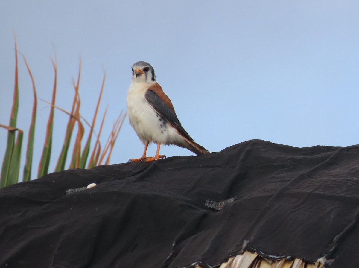 American Kestrel (Cuban) - ML615197562