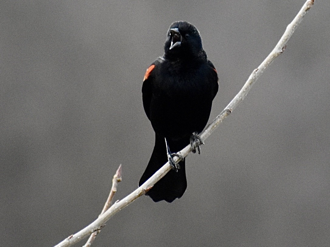 Red-winged Blackbird - ML615197598