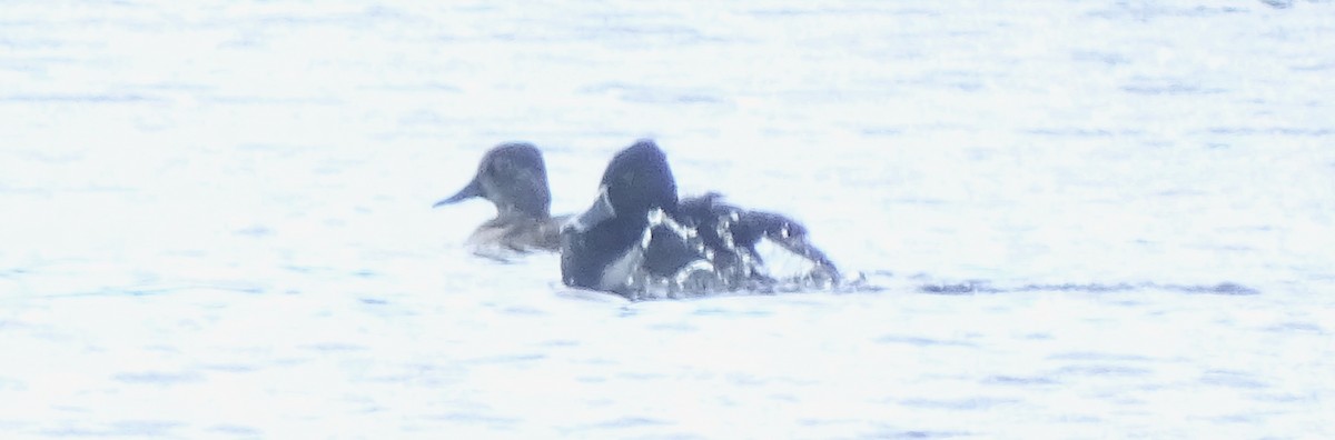 Ring-necked Duck - ML615197705