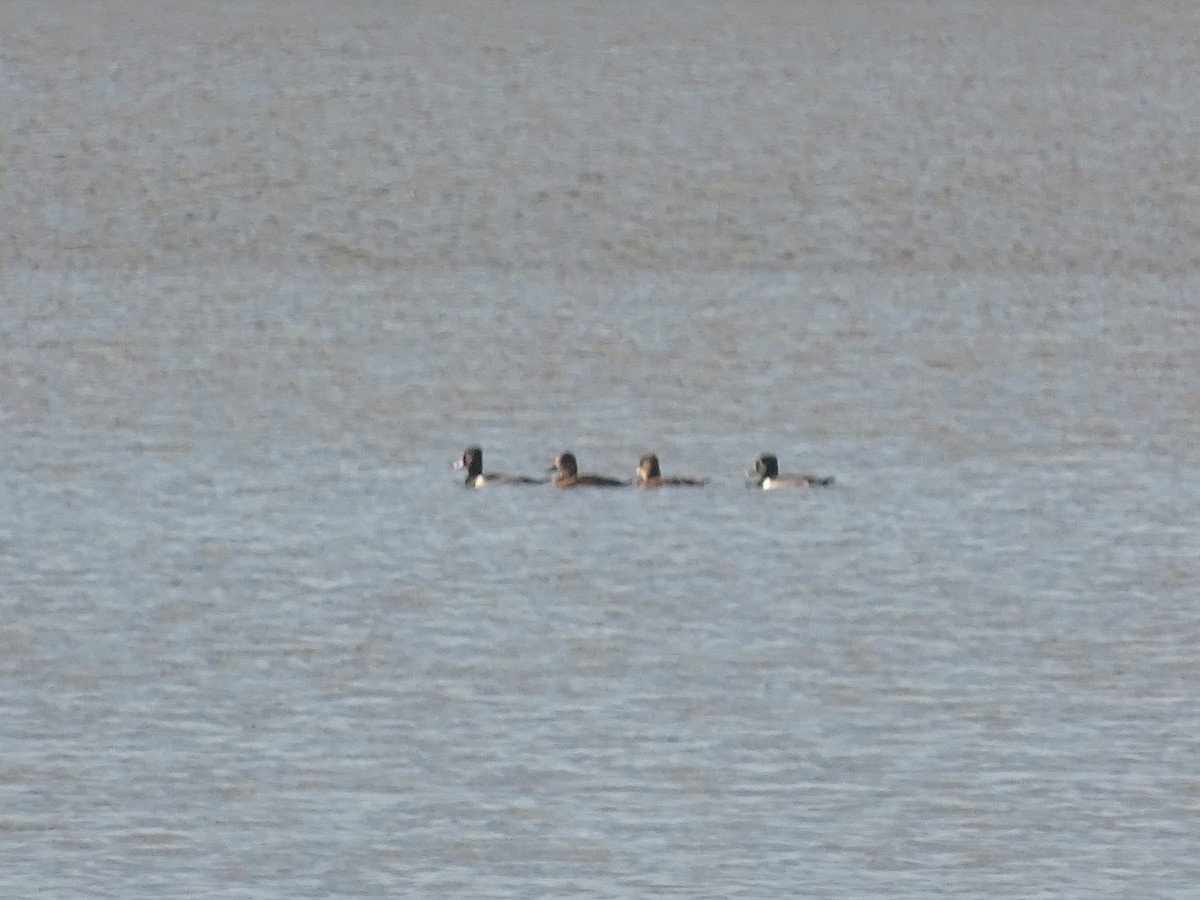 Ring-necked Duck - ML615197706