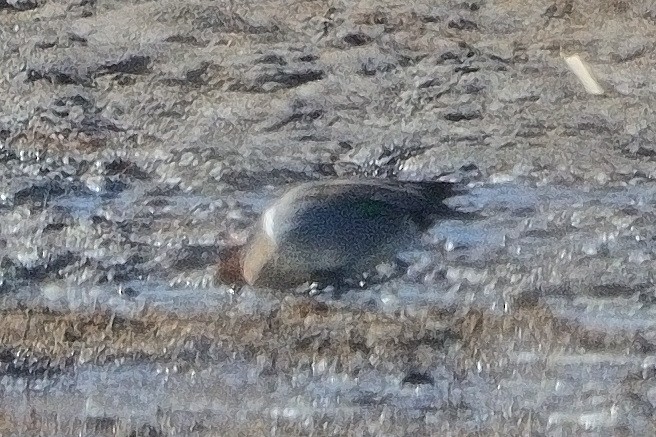 Green-winged Teal - ML615197726