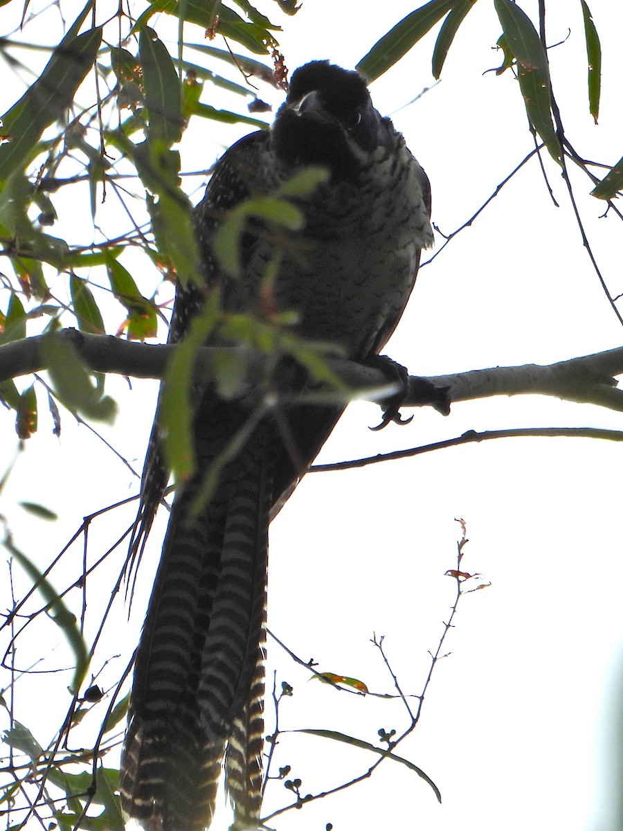 kukačka pacifická (ssp. cyanocephalus/subcyanocephalus) - ML615197731