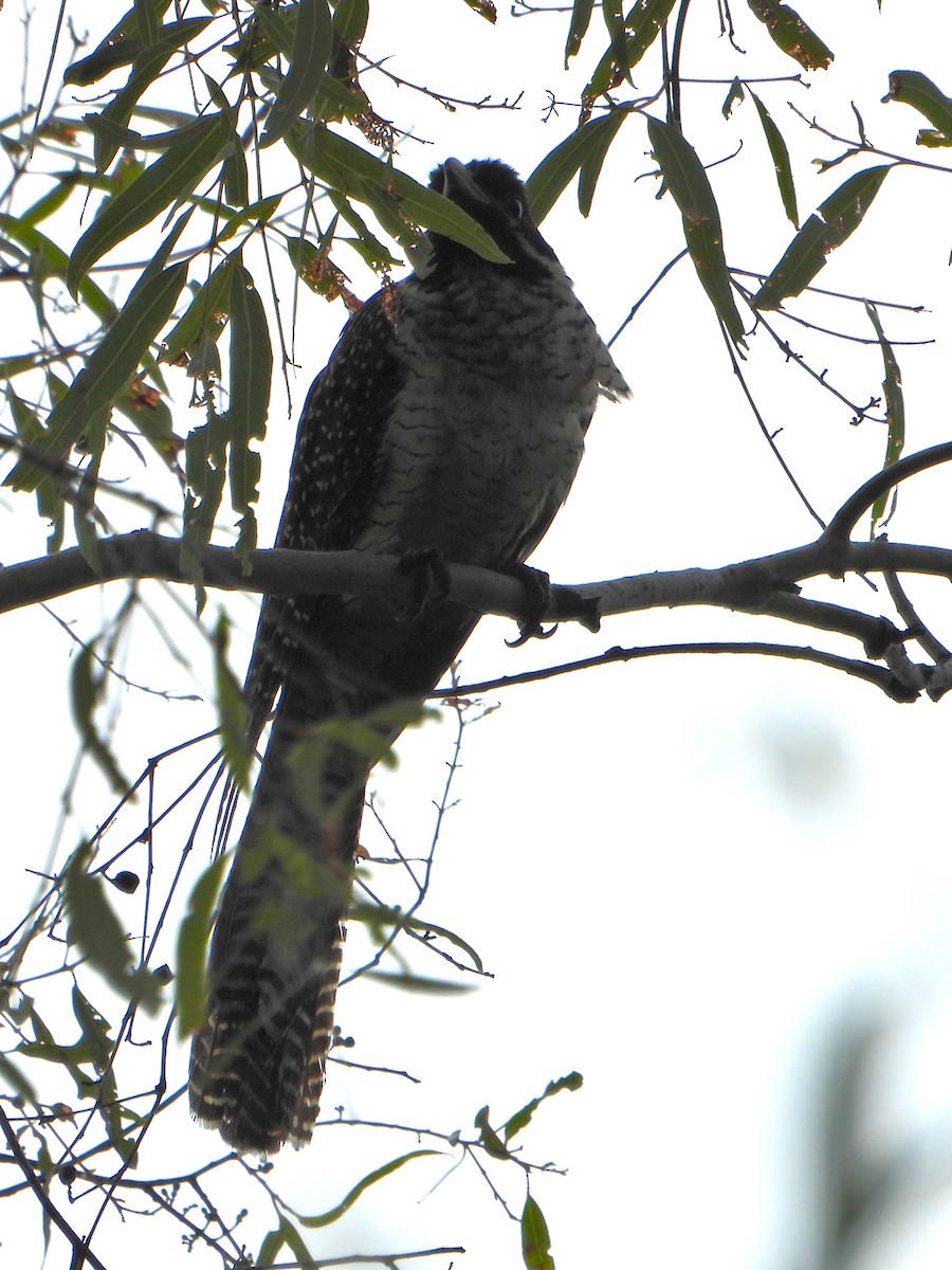 kukačka pacifická (ssp. cyanocephalus/subcyanocephalus) - ML615197732