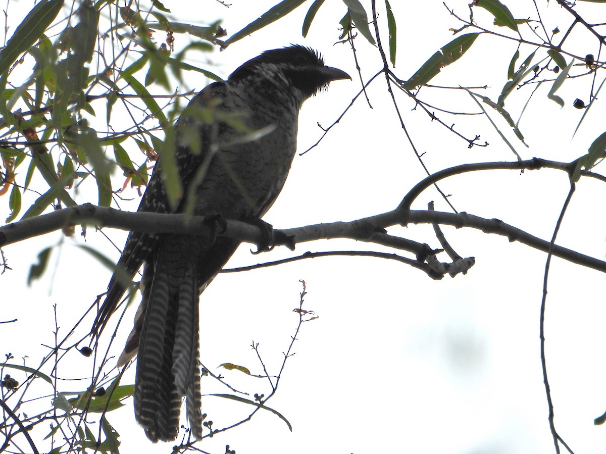 Pazifikkoel (cyanocephalus/subcyanocephalus) - ML615197735