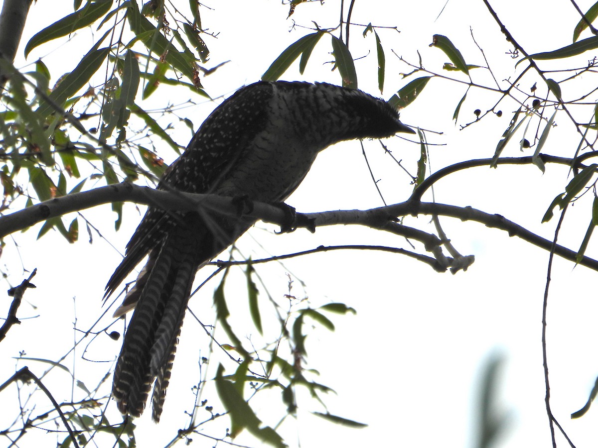 Pazifikkoel (cyanocephalus/subcyanocephalus) - ML615197736