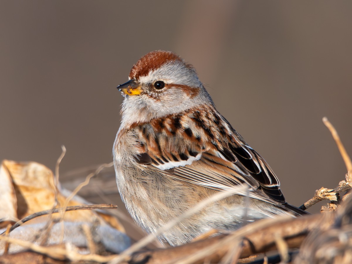 American Tree Sparrow - ML615197755