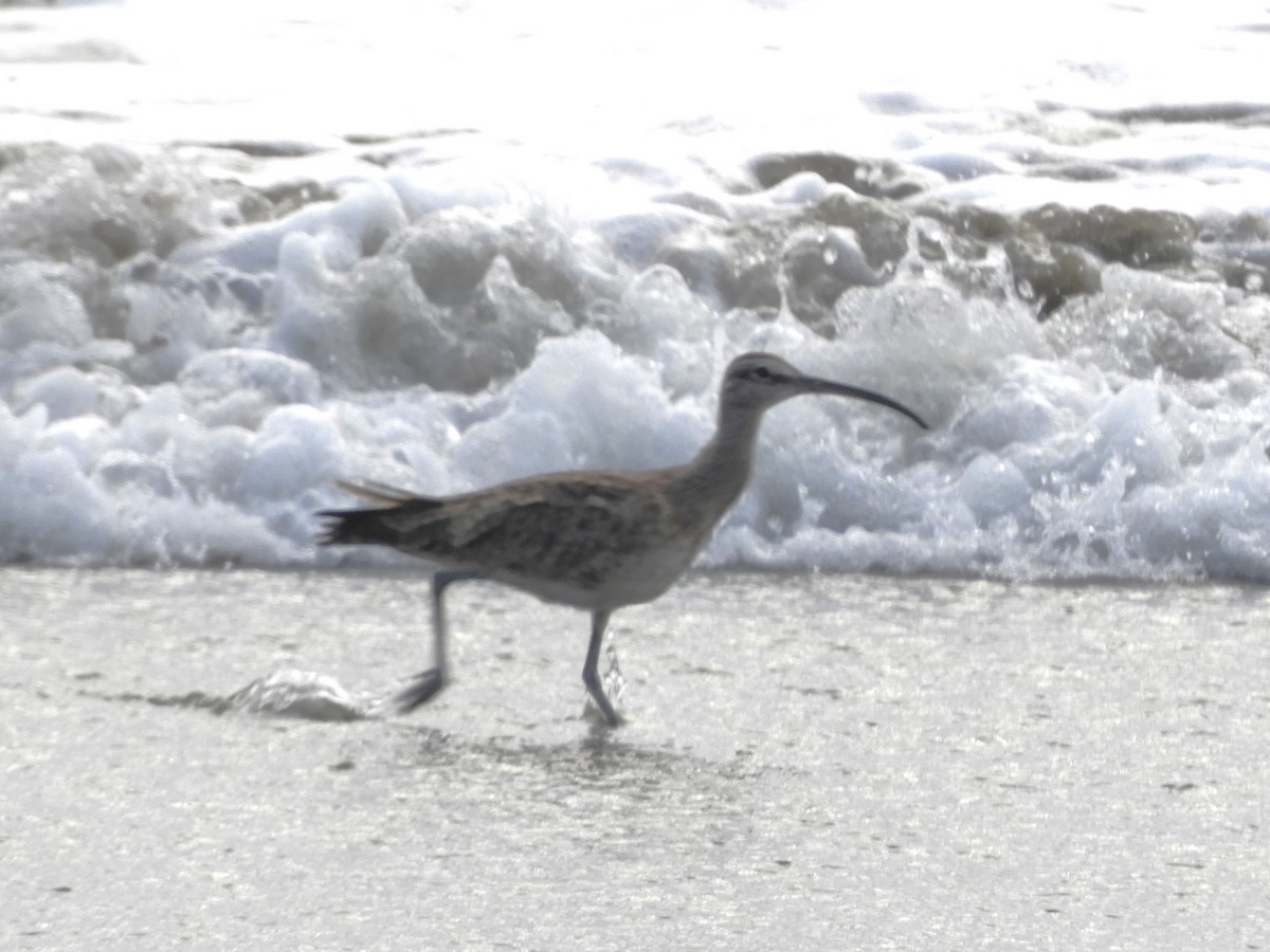 Regenbrachvogel - ML615197767