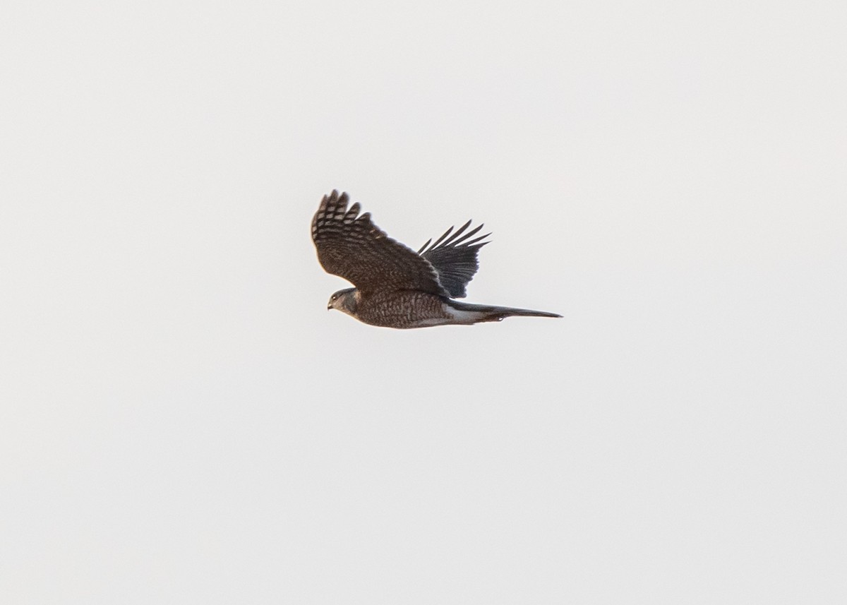 Sharp-shinned Hawk (Northern) - ML615197778