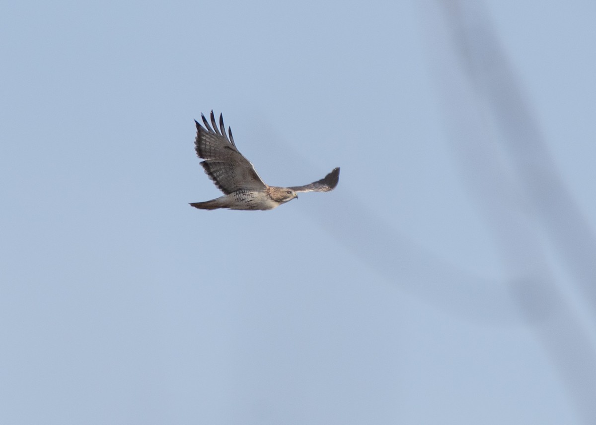 Red-tailed Hawk - ML615197788