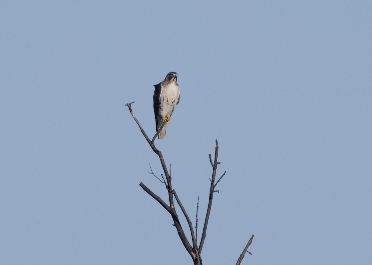 Red-tailed Hawk - ML615197789