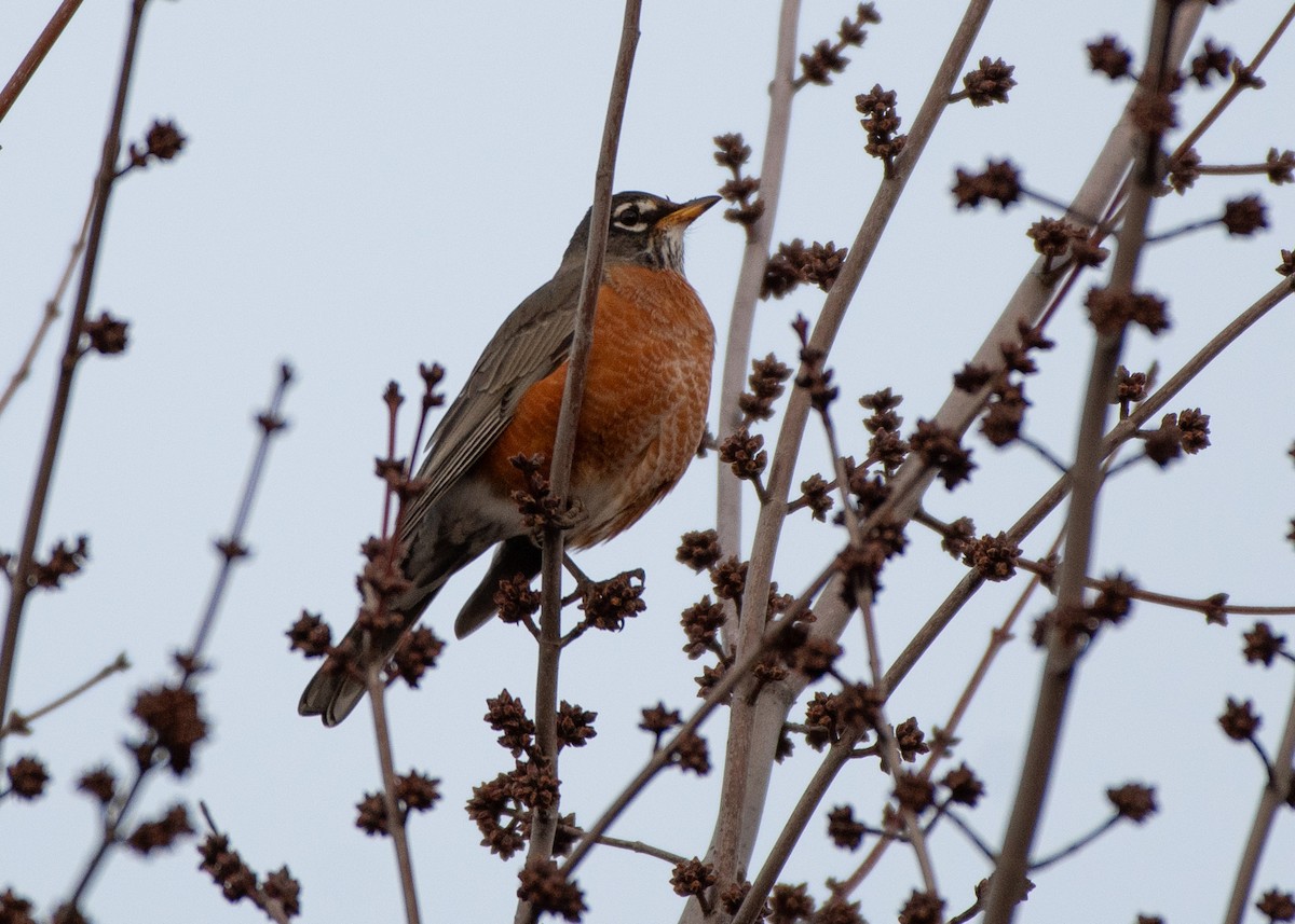 American Robin - ML615197797