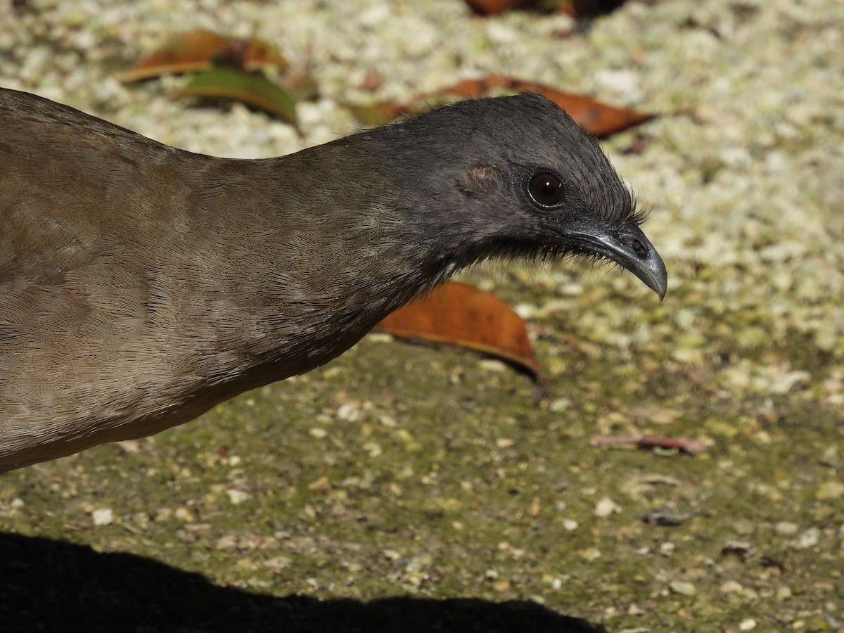 Plain Chachalaca - Richard Wakelam