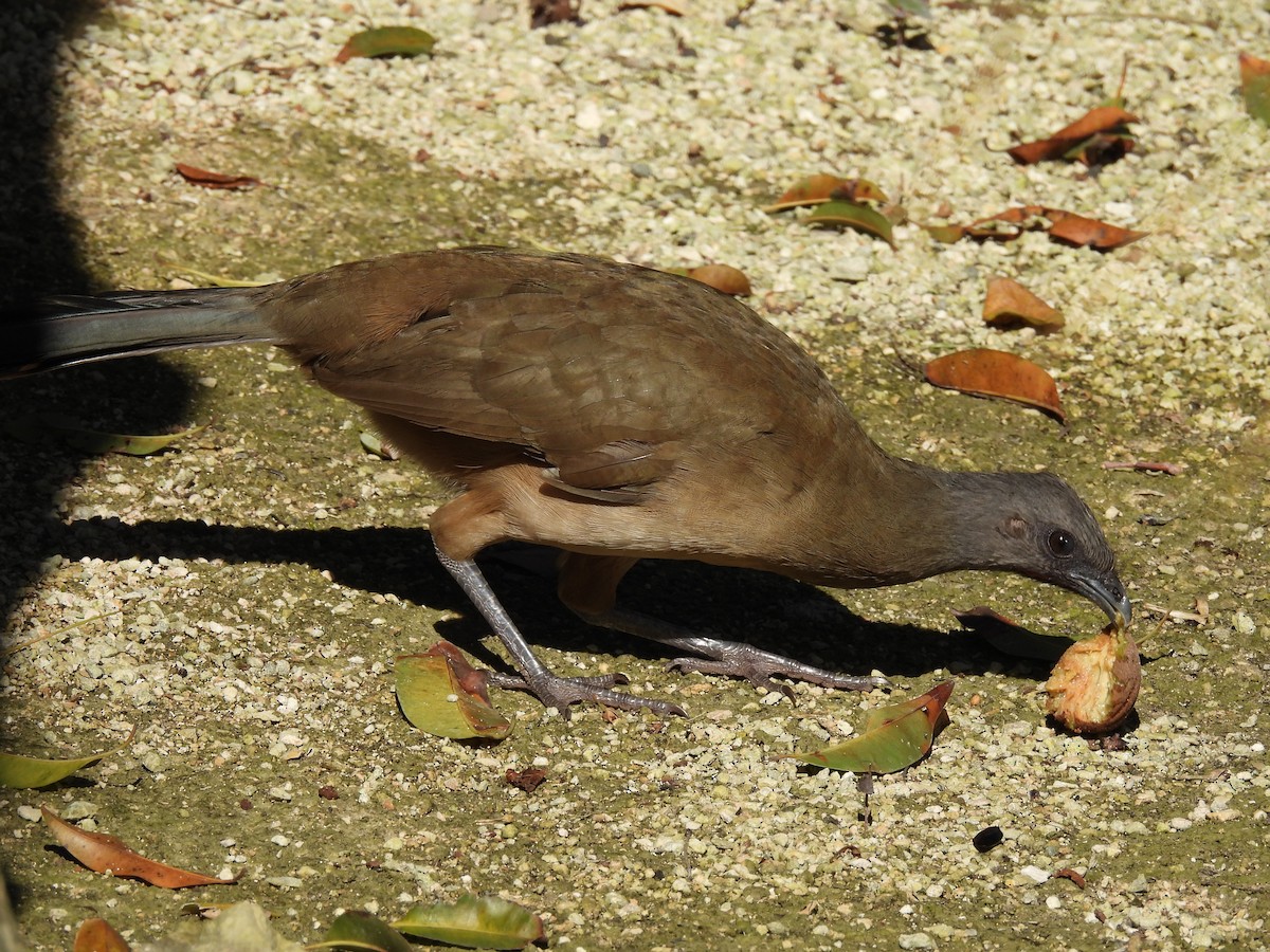 Plain Chachalaca - ML615197806