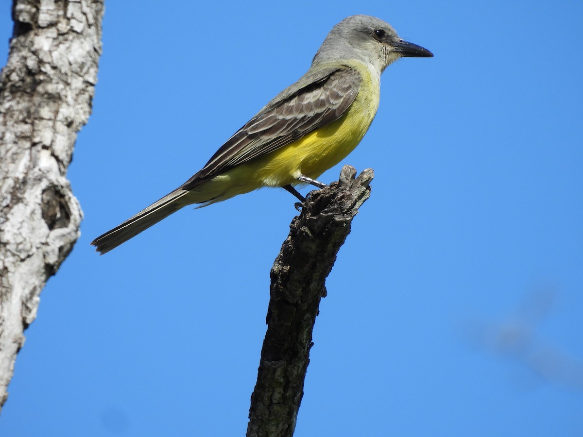 Tropical/Couch's Kingbird - ML615197825