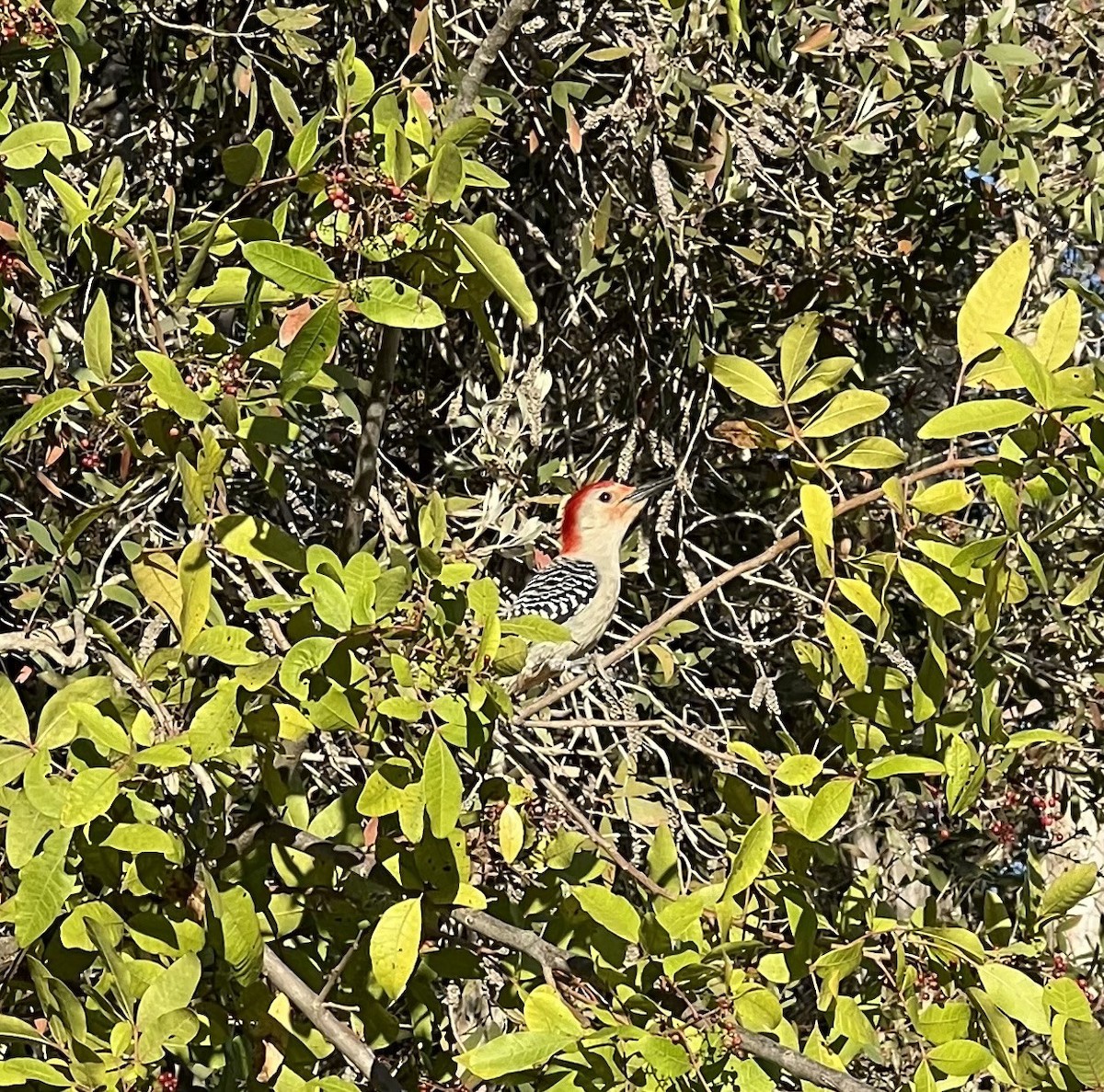 Red-bellied Woodpecker - ML615197851