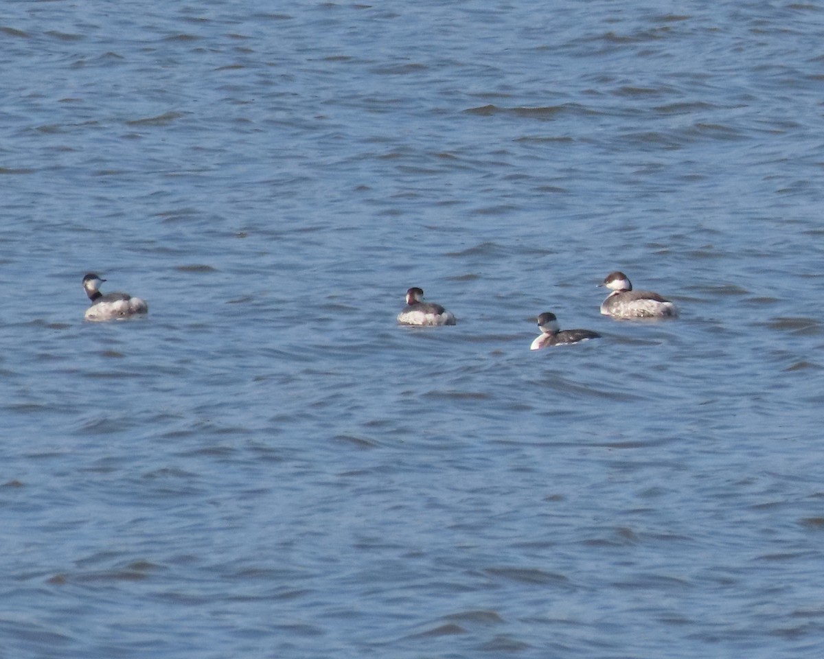 Horned Grebe - ML615197953