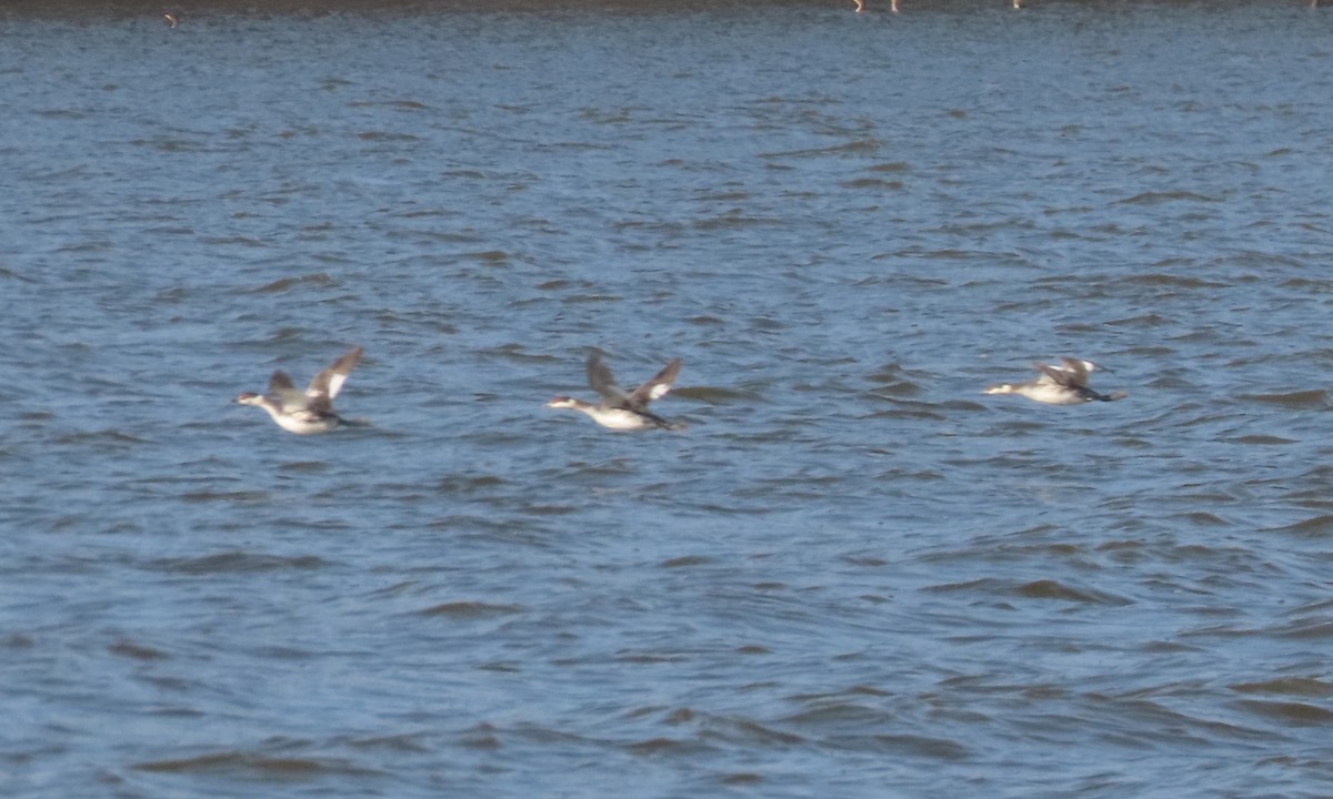 Horned Grebe - ML615197954