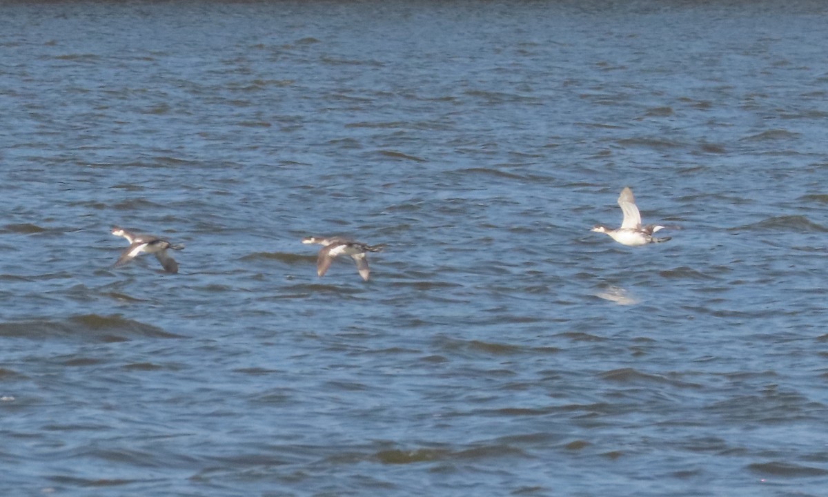 Horned Grebe - ML615197955