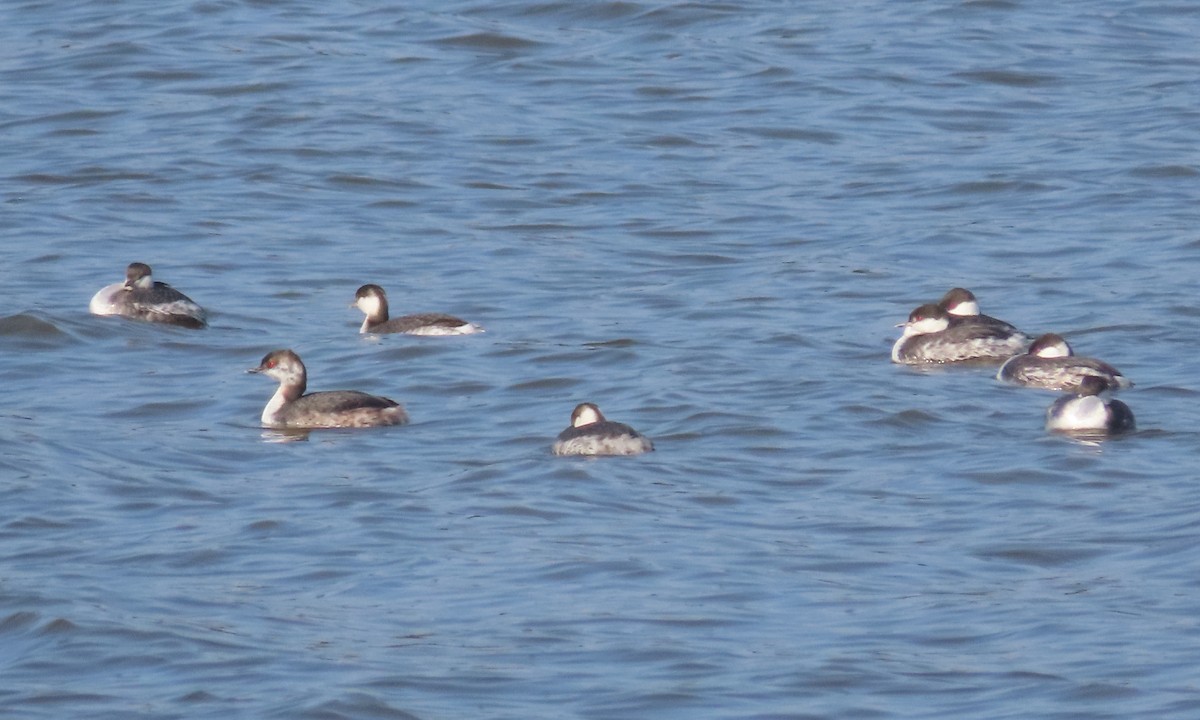 Horned Grebe - ML615197956