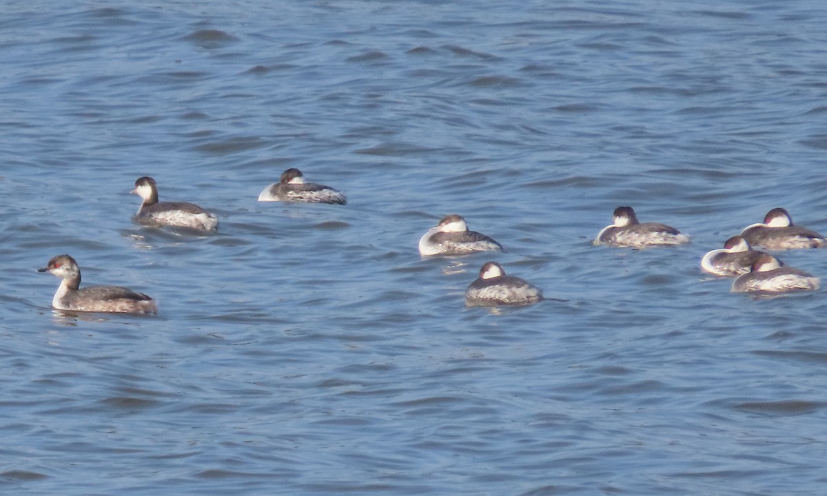 Horned Grebe - ML615197957