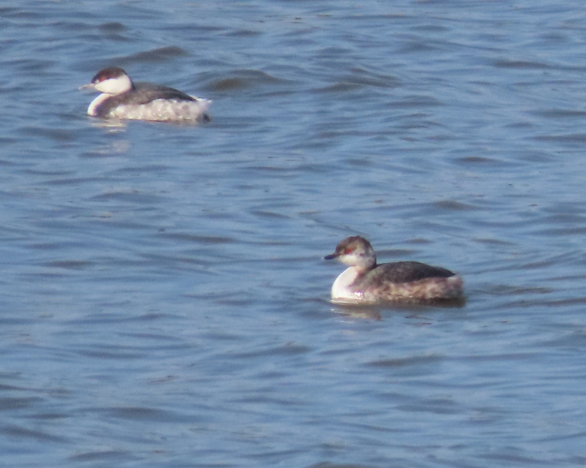 Horned Grebe - ML615197958