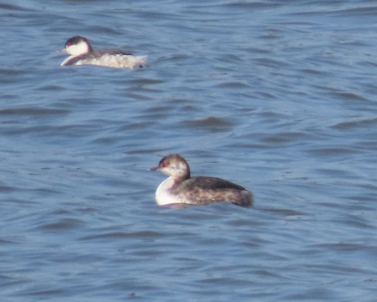 Horned Grebe - ML615197960