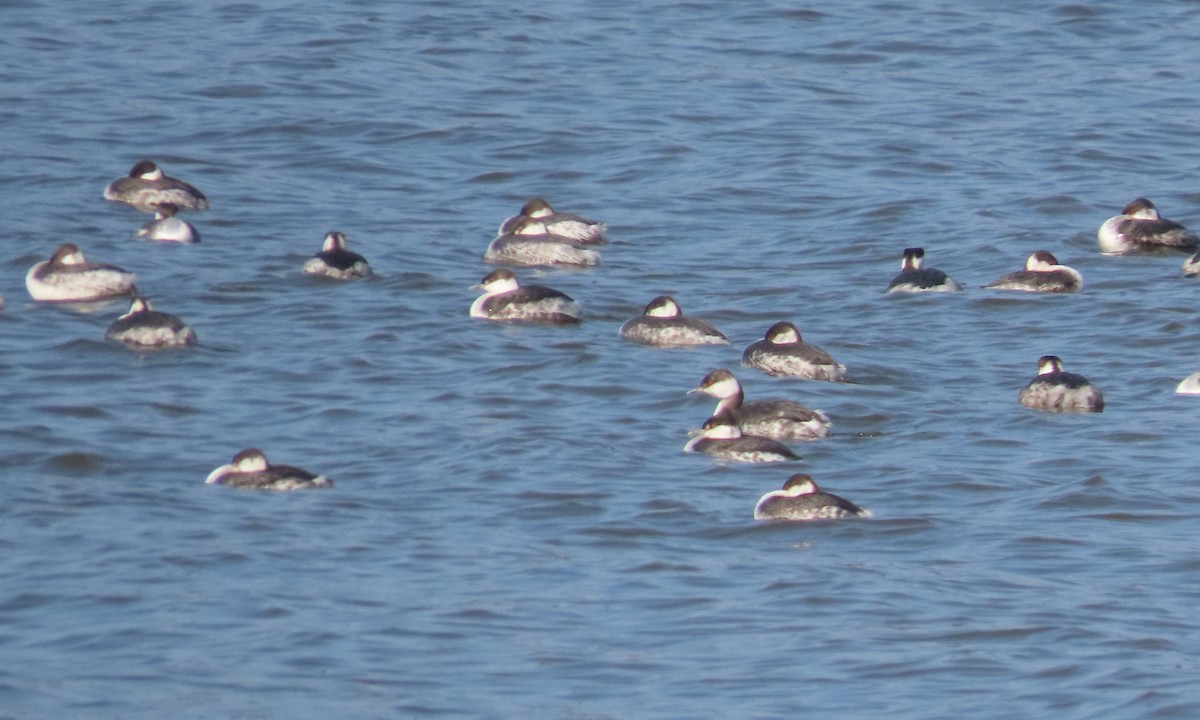 Horned Grebe - ML615197961