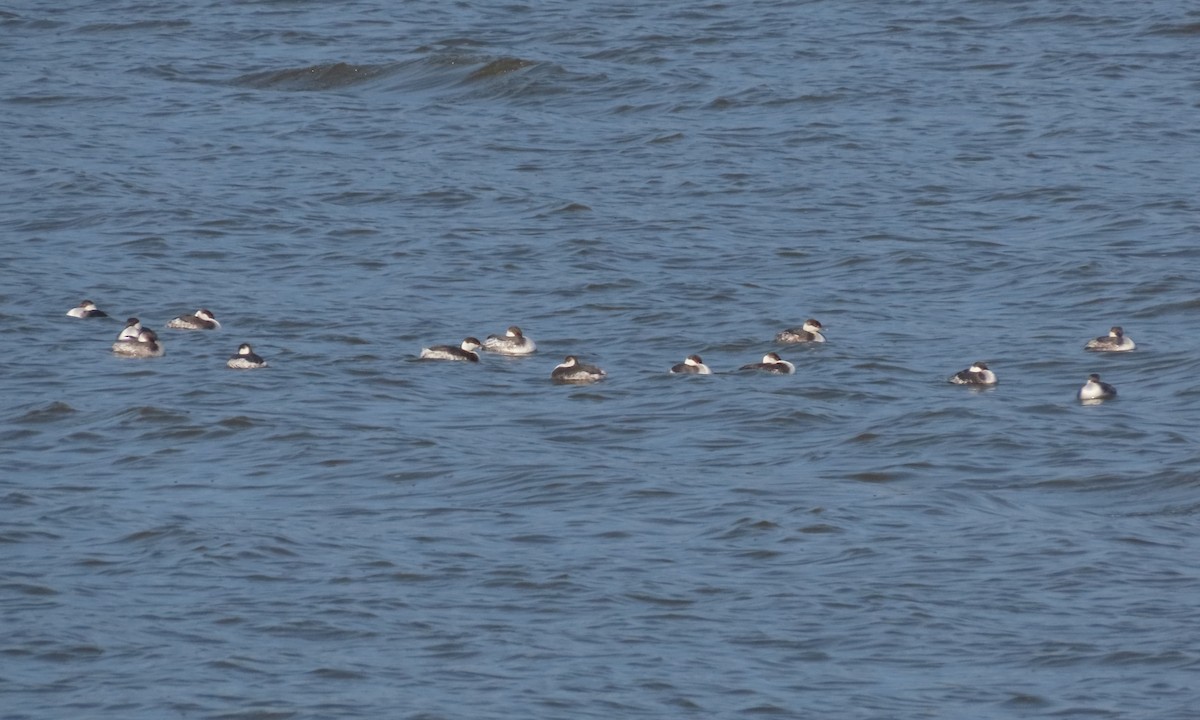 Horned Grebe - ML615197963