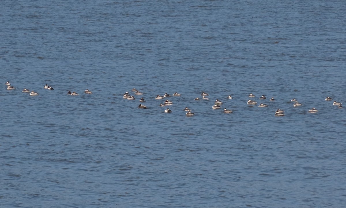 Horned Grebe - ML615197964