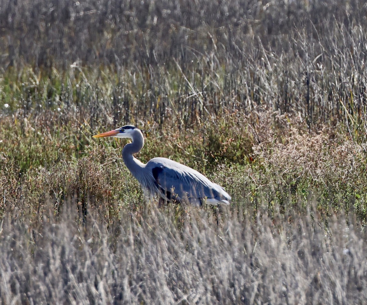 Great Blue Heron - ML615197997