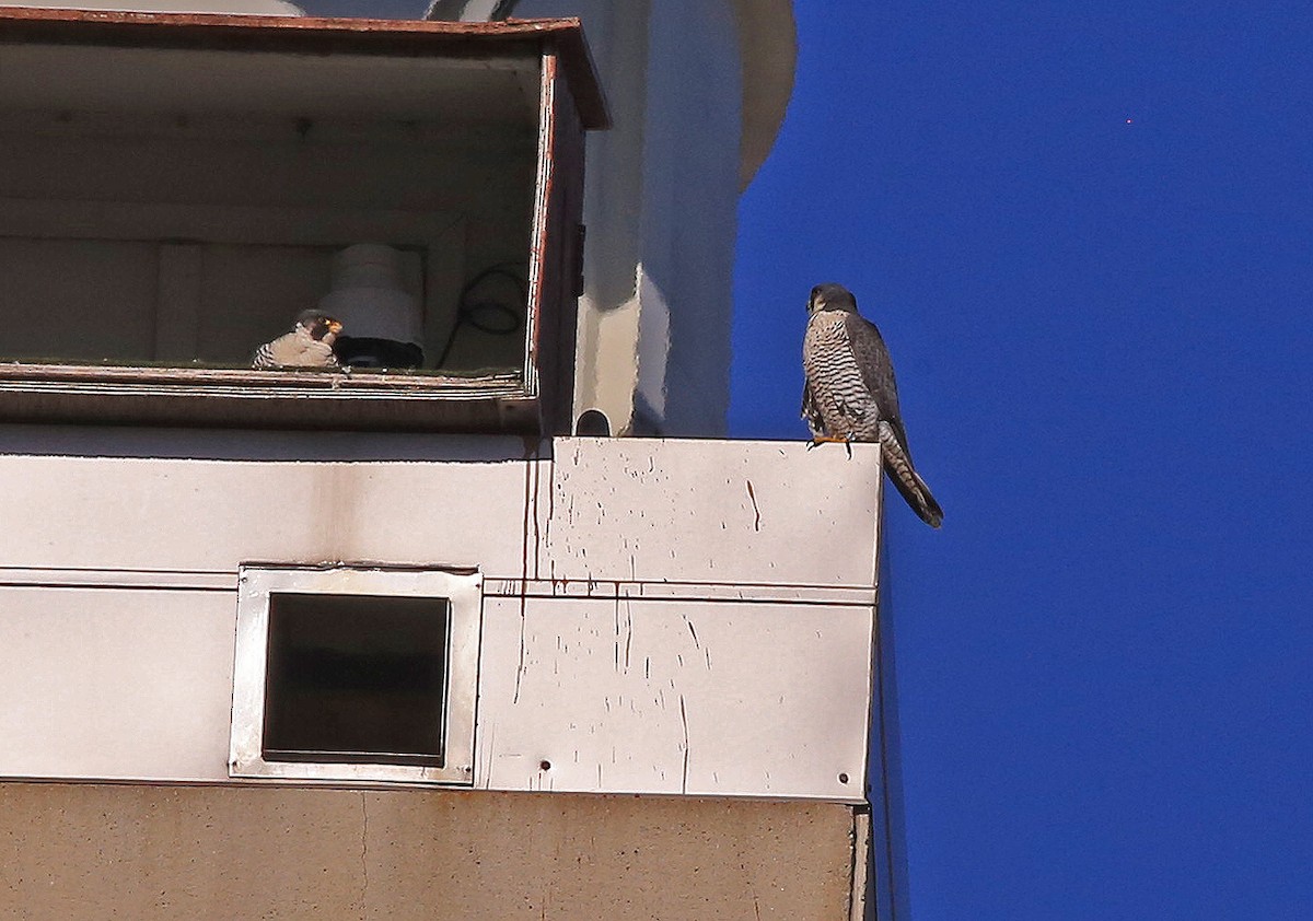 Peregrine Falcon - ML615198015