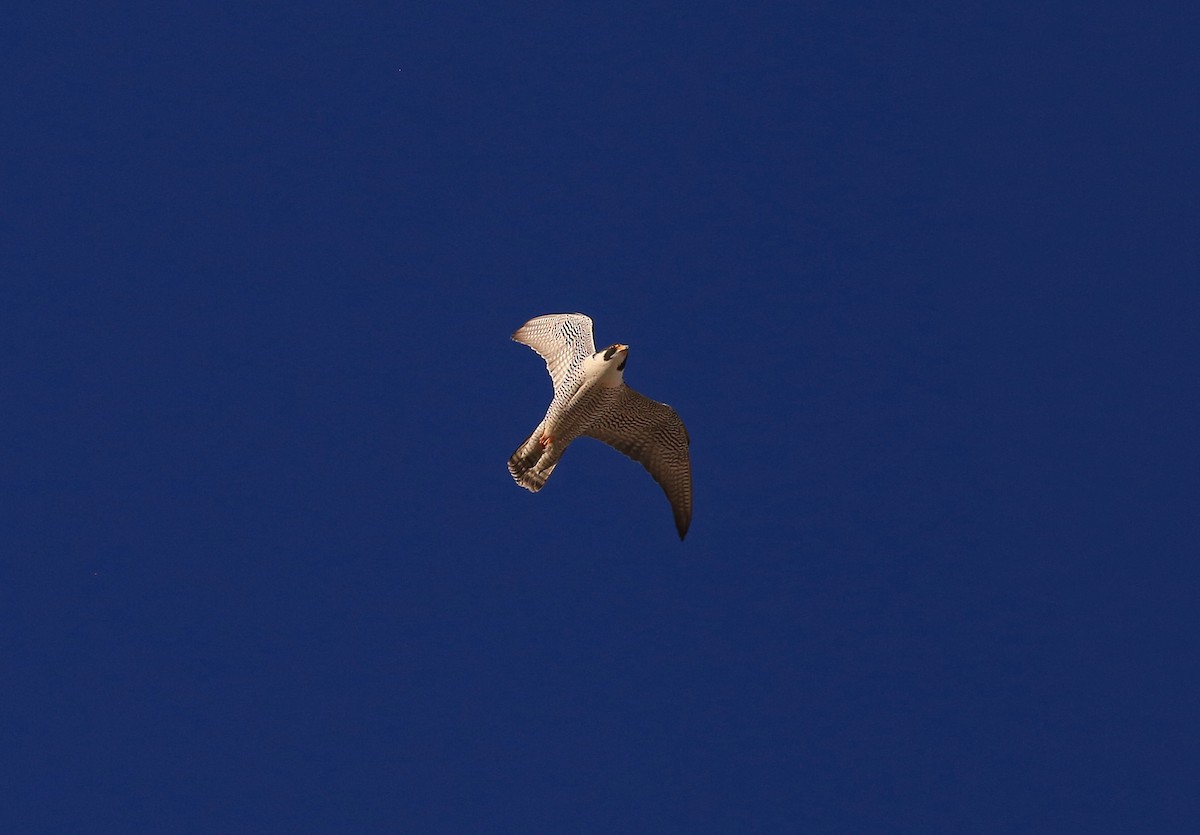 Peregrine Falcon - ML615198034