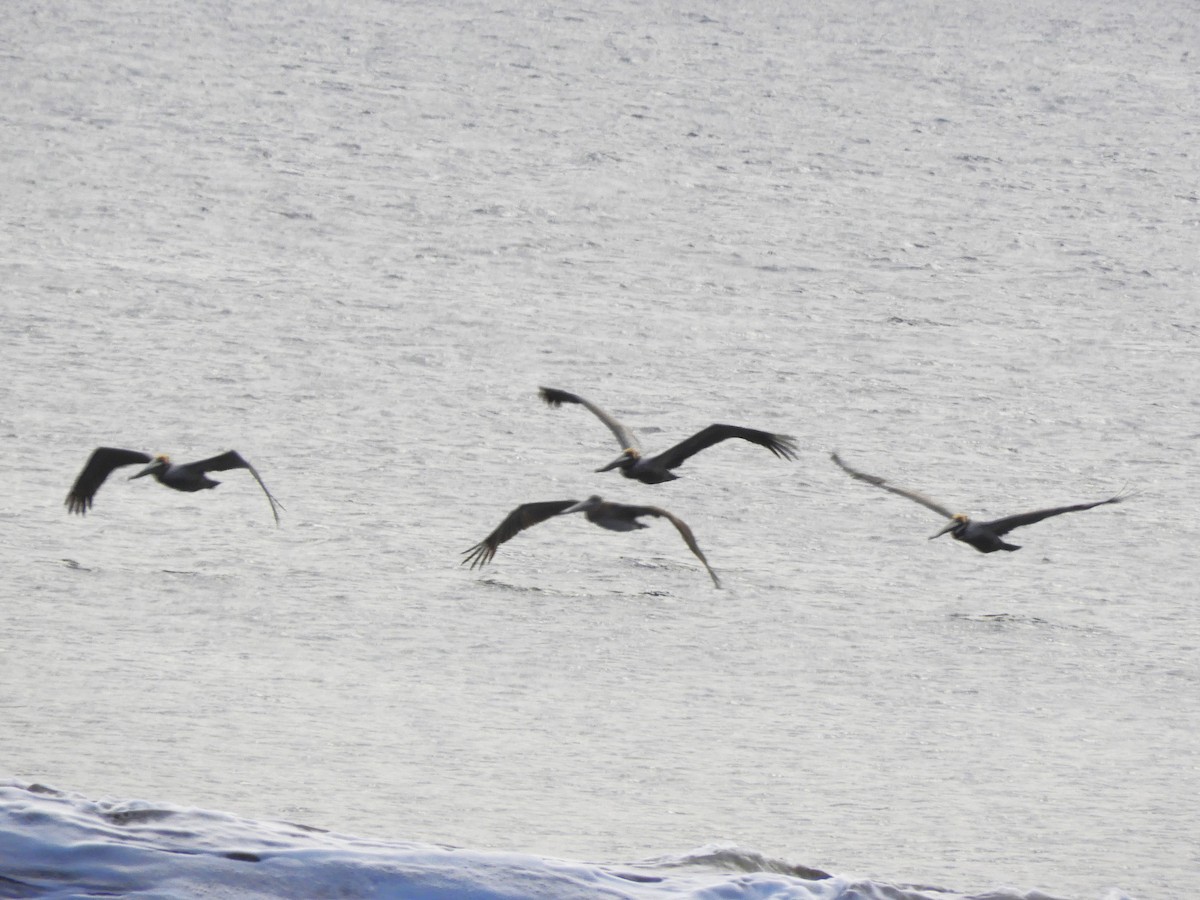 Brown Pelican - ML615198041