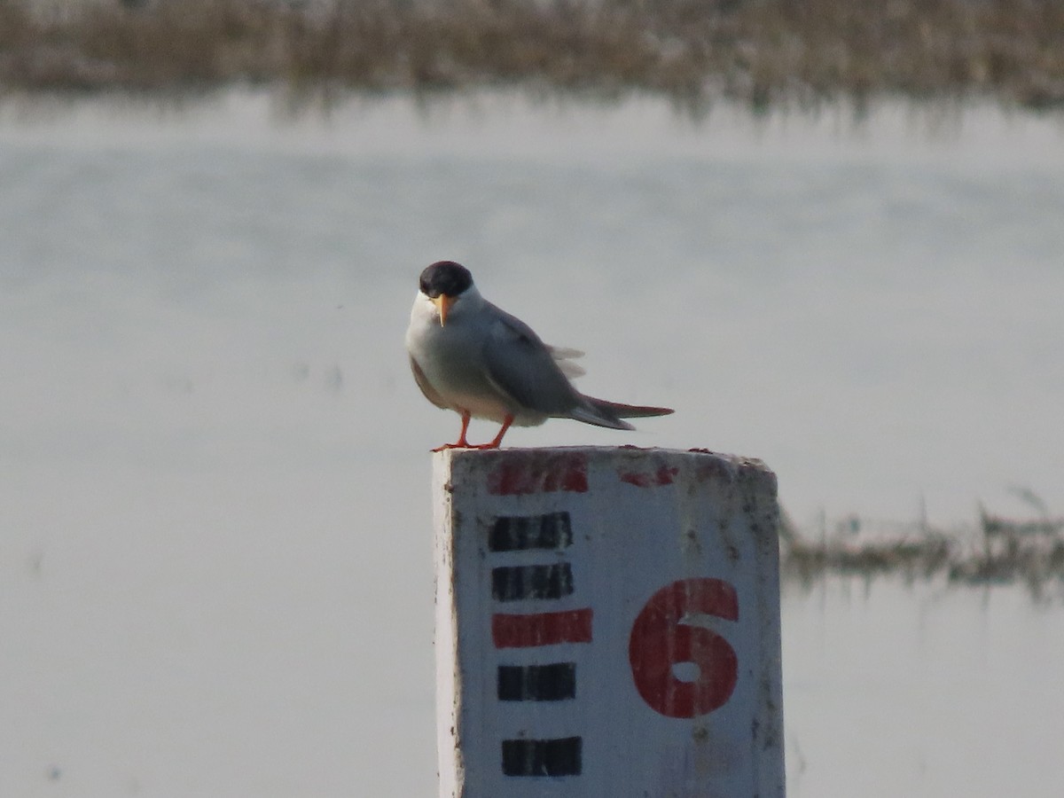 River Tern - Gerry Hawkins