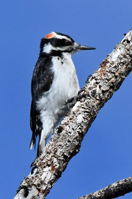 Hairy Woodpecker - ML615198115