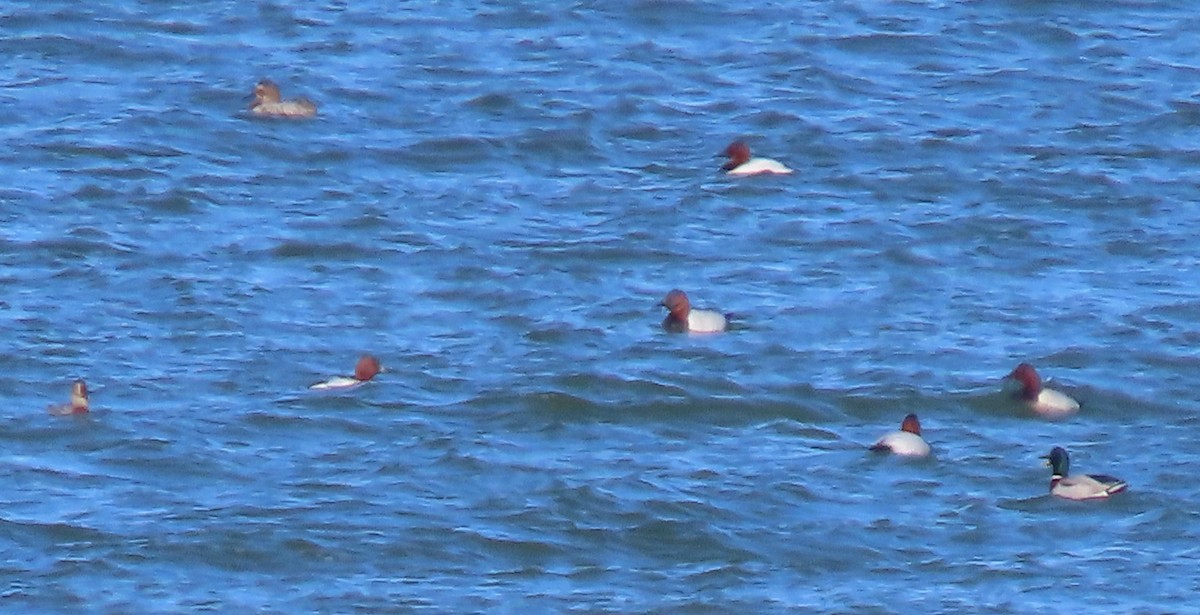 Canvasback - ML615198173