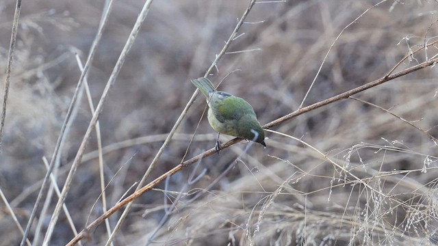 Passerin nonpareil - ML615198199